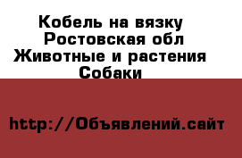 Кобель на вязку - Ростовская обл. Животные и растения » Собаки   